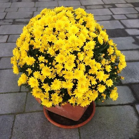 בית אירוח Arrive & Relax - Volkmar דיסלדורף