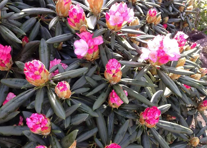 Arrive & Relax - Volkmar * Düsseldorf